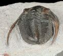 Unusual Aulacopleura Trilobite - Jorf, Morocco #60013-4